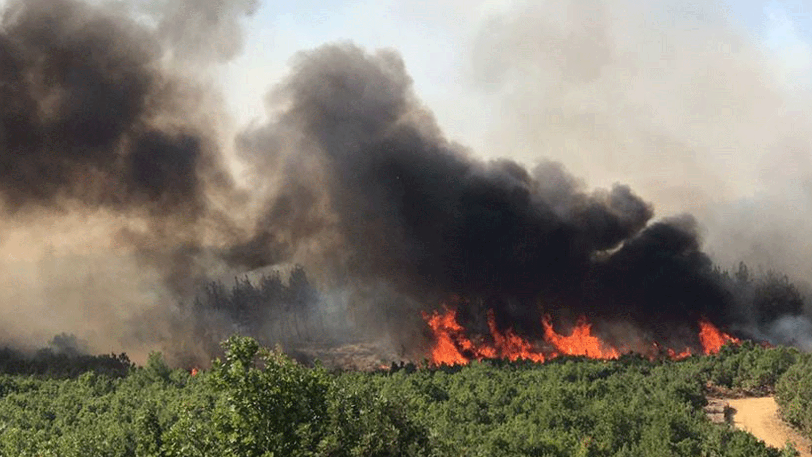 Edirne'de anız yangını ormana sıçradı