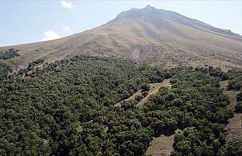 Ağrı Dağı'nın 'huş' ormanı