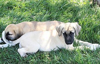 Ayağı ve patisi kesilmiş iki köpek yavrusu bulundu