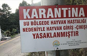 Gölcük'te şarbon şüphesine geçici karantina