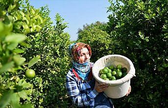 Limon hasadında yük kadınlarda