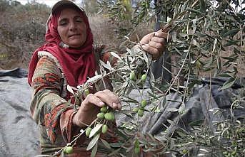 Batı Şeria’da zeytin hasadı ve Yahudi yerleşimci sorunu