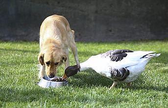 Köpek ve kazın şaşırtıcı dostluğu