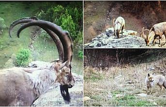 Ordu'da yaban hayatı 'fotokapan'la görüntülendi