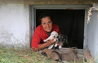 Sokak köpekleri için tatilini uzattı