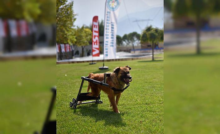 Vestel stant malzemelerinden hayvanlar için kulübe yaptı