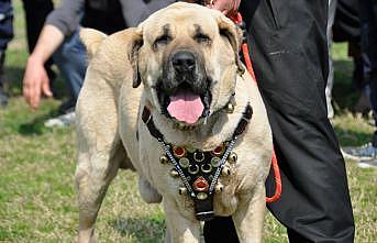 Tescilli yerli köpek ırkı sayısının 8'e çıkartılması hedefleniyor