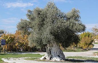 Mersin'deki tarihi zeytin ağaçları için tescil çalışması