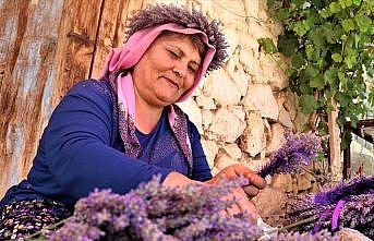 Kuyucaklı kadınların ekmek kapısı 'lavanta'