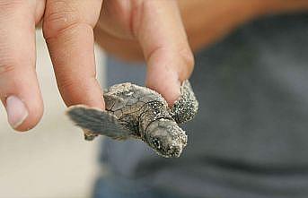 '2 milyon caretta caretta yumurtası koruma altına alındı'