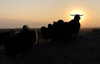 Ağrı Dağı son yaylacıları uğurladı