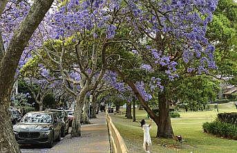 Sydney’i süsleyen mor güzellik: Jakaranda ağaçları