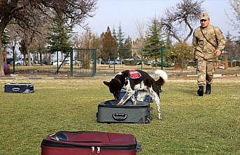 Yerli ırk köpekler Nevşehir'deki JAKEM'de eğitiliyor