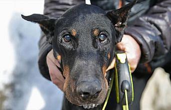 Bakan Pakdemirli'nin sahip çıktığı köpek Bobo katarakt ameliyatı oldu