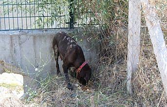 Tekirdağ'da dereye düşen köpeği itfaiye kurtardı