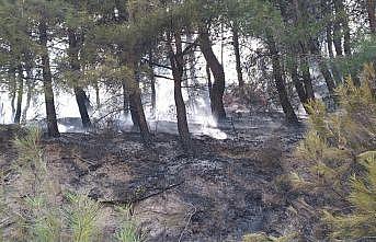 Sakarya'da çıkan orman yangını söndürüldü