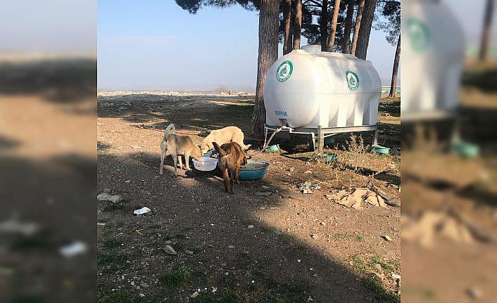 Trakya'da “sokak hayvanlarını beslemek için“ çıktılar