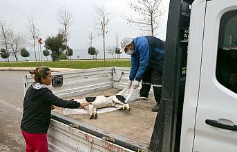 Kocaeli'de 3 sokak köpeğinin ölü bulunmasına inceleme