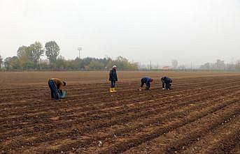 Yüksek getirili zambak üretiminin Edirne'de yaygınlaştırılması hedefleniyor