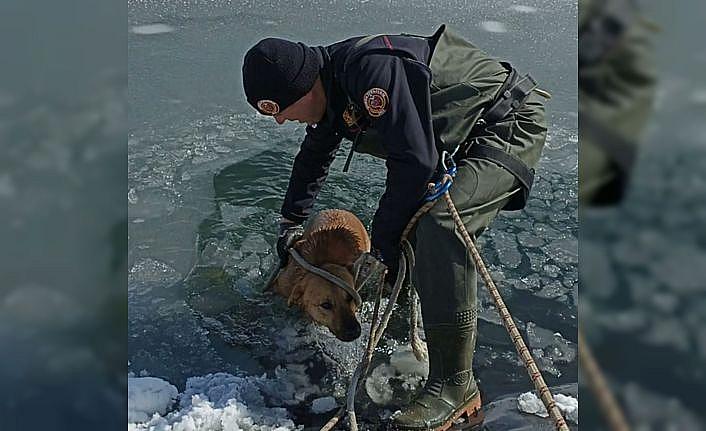 Bursa'da buz tutan gölete düşen köpek donmak üzereyken kurtarıldı