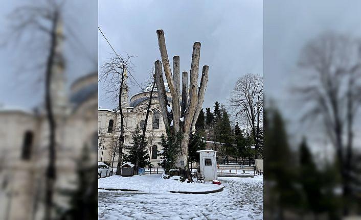 Çırağan Caddesi'ndeki çınar ağaçlarının ihmalden kuruduğu iddiası