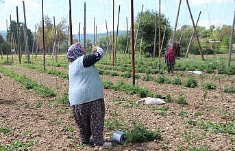 Şerbetçi otu üreticisi iplik sarma mesaisine başladı