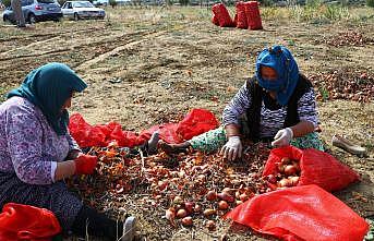 Tescilli Tekirdağ soğanında 3 bin ton rekolte bekleniyor