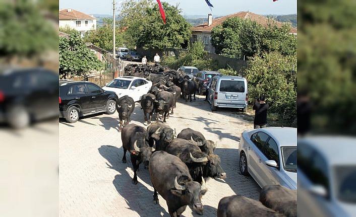 Kocaeli Büyükşehir Belediyesinden üreticilere damızlık manda boğası desteği