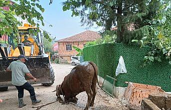 Kocaeli'de çamurda mahsur kalan inek iş makinesiyle kurtarıldı