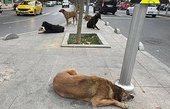 Esenyurt sakinleri, sahipsiz köpek sorununun çözülmesini istiyor