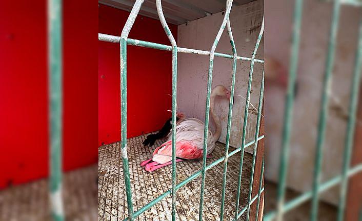 İzmit Körfezi'nde mahsur kalan yaralı flamingo kurtarıldı