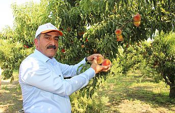 Türkiye şeftali ve nektarin üretiminde dünya üçüncüsü, ihracatında dünya ikincisi