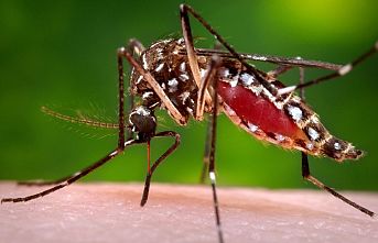 Zika virüsü seferberliği... Hava Taksi İşletmeleri'nden 'Dezenfeksiyon' talebi