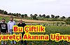 Bu Çiftlik Ziyaretçi Akınına Uğruyor