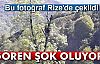 Ekmek Onun İçin Aslanın Midesinde Değil Ağaçların Tepesinde