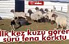 Küçücük Kuzudan Korktular!