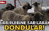 O KÖPEKLER ÖLDÜ!