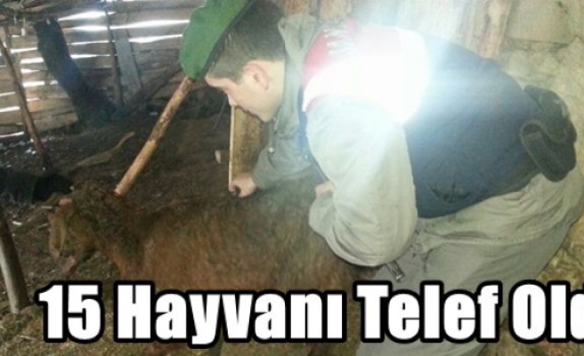 15 Hayvanı Telef Oldu