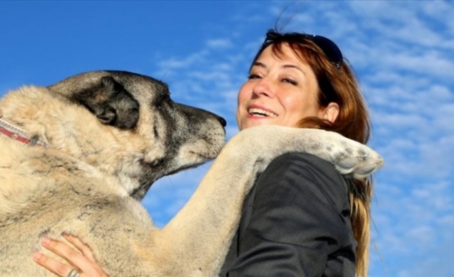 Kangal köpeklerine hayran kaldılar