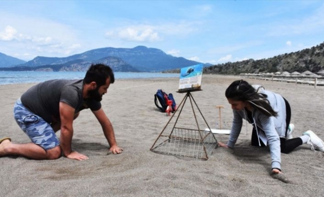 Caretta carettalar ilk yumurtalarını bıraktı