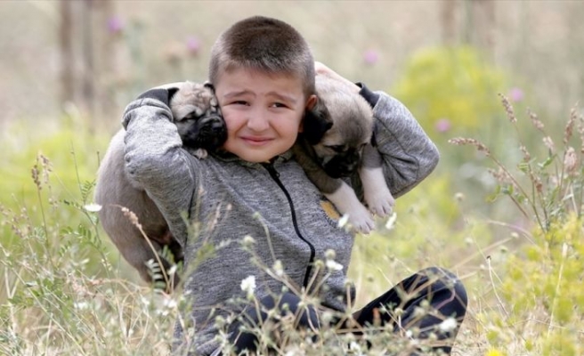 Kangal köpekleriyle büyüyor