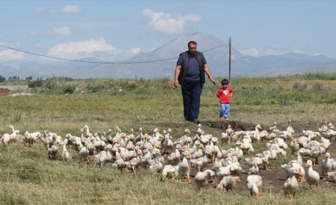 Pazardan aldığı tavukla çiftlik kurdu