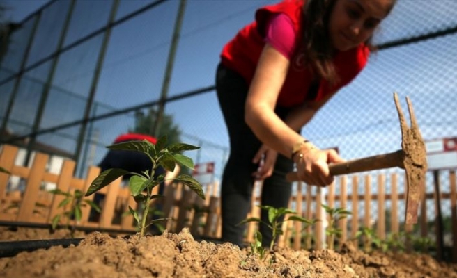 'Ata tohumu'nda tanıtım zamanı