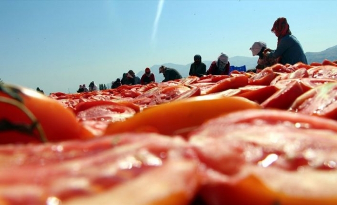 Elazığ'ın kuru domatesleri dünya sofralarında