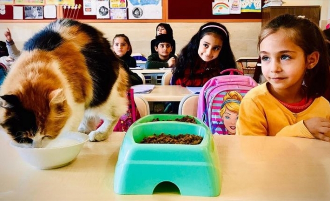 Kedi 'Boziş' okulun maskotu oldu