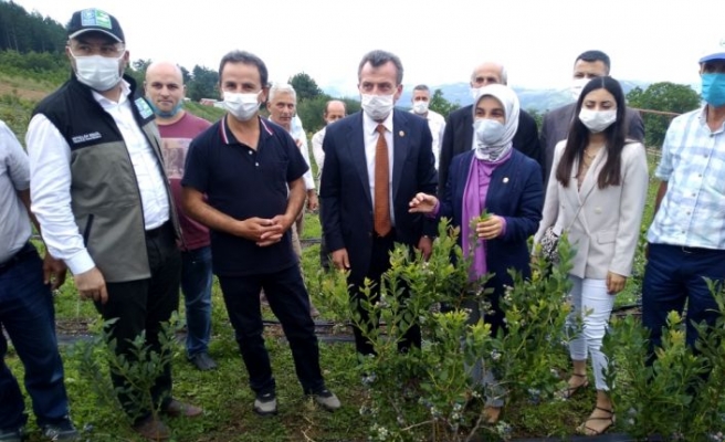 Bursa'da yaban mersini hasatı başladı