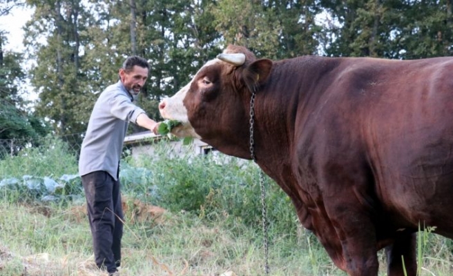 Kırklareli'nde 1 ton 800 kilogramlık 