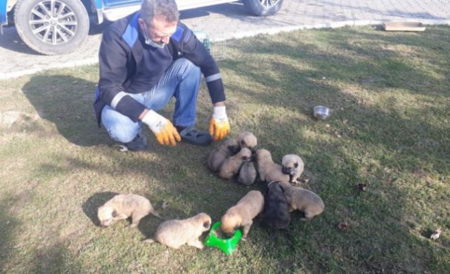 Çuval içinde bulunan 12 köpek yavrusu tedavilerinin ardından sahiplendirilecek