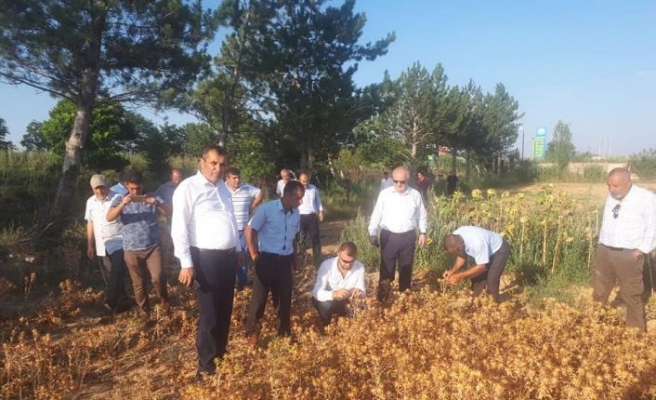 Kocaeli'de aspir yağ tesisi kurulacak