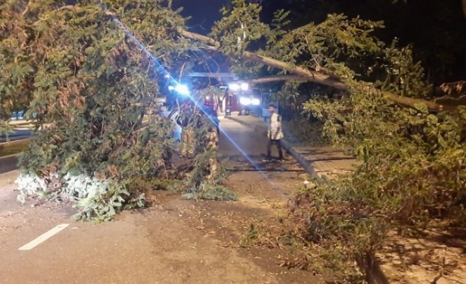 Üsküdar'da yola ağaç devrildi